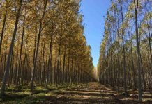 Grupo Fósforos de Chile es pionera en lograr la certificación libre de deforestación y degradación ambiental