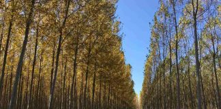 Grupo Fósforos de Chile es pionera en lograr la certificación libre de deforestación y degradación ambiental