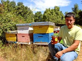 Joven rural de Mulchén se impone como guardián de las abejas con emprendimiento apícola