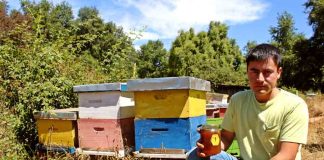 Joven rural de Mulchén se impone como guardián de las abejas con emprendimiento apícola