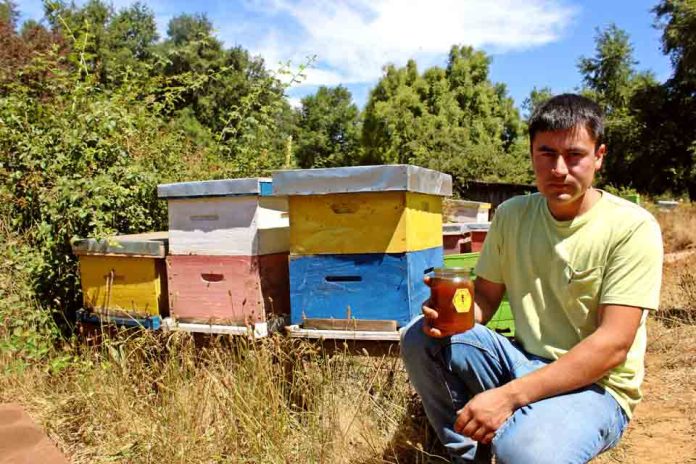 Joven rural de Mulchén se impone como guardián de las abejas con emprendimiento apícola