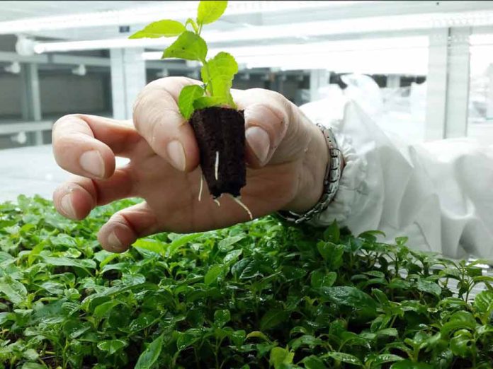 Macfrut 2024
