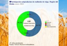 Molienda de trigo de la Región del Biobío aumentó 19,2% en doce meses