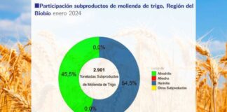 Molienda de trigo de la Región del Biobío aumentó 19,2% en doce meses