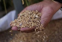 Ñuble cuenta con un nuevo un centro de oferta varietal de semillas
