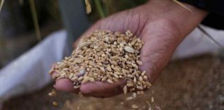 Ñuble cuenta con un nuevo un centro de oferta varietal de semillas