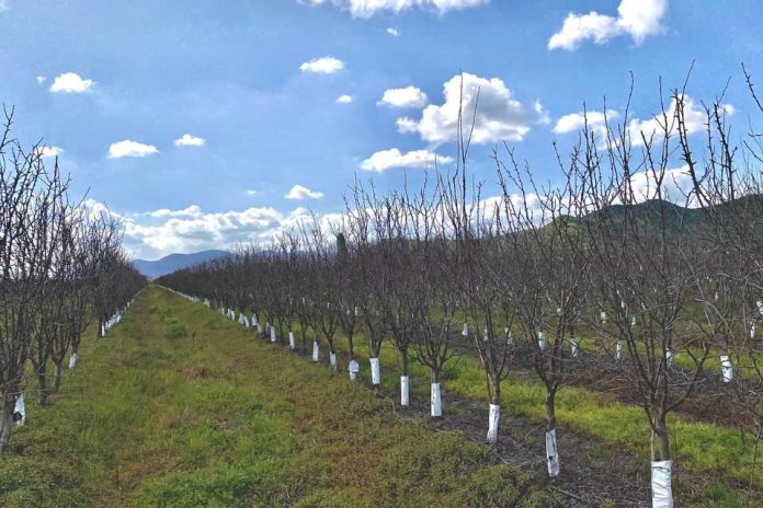 PTI AgroTerritorio de Corfo inicia su tercer año destacando la asociatividad, inversión productiva y eficiencia hídrica con los agricultores del secano interior de O’Higgins