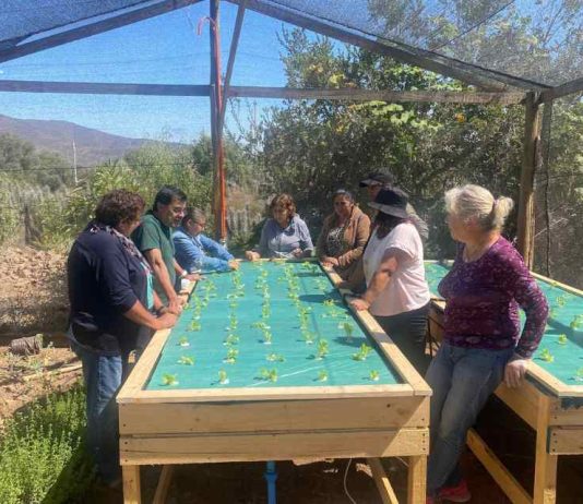 Un huerto para tu terraza - Portal Agro Chile