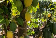 “Papayas de La Serena”, productores del fruto icónico de la capital regional y sector público discuten métodos para ponerla en valor