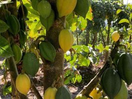 “Papayas de La Serena”, productores del fruto icónico de la capital regional y sector público discuten métodos para ponerla en valor
