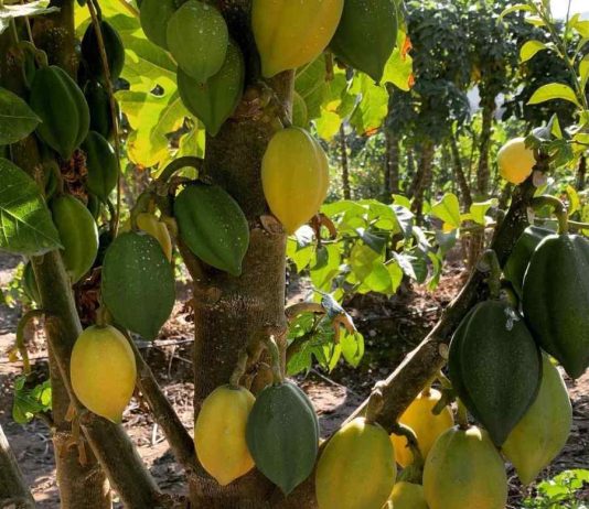 “Papayas de La Serena”, productores del fruto icónico de la capital regional y sector público discuten métodos para ponerla en valor