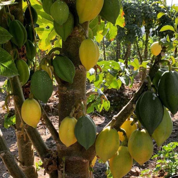“Papayas de La Serena”, productores del fruto icónico de la capital regional y sector público discuten métodos para ponerla en valor