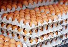 Producción de huevos de consumo presentó un crecimiento interanual de 6,7% en diciembre de 2023