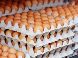 Producción de huevos de consumo presentó un crecimiento interanual de 6,7% en diciembre de 2023