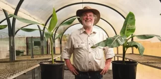 Australia aprueba la venta del primer plátano transgénico del mundo resistente a devastadora enfermedad