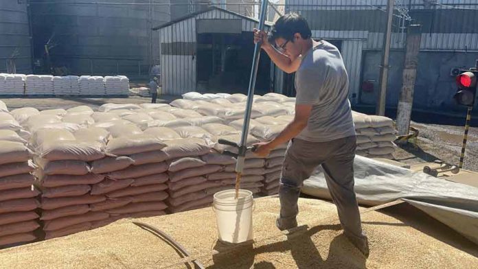 SAG Biobío fiscaliza poderes compradores de avena y trigo