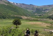 SAG supervisa uso de campos de pastoreo en Alto Biobío