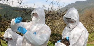 SAG utiliza tecnología GPS y mapas de dispersión espacial para vigilar brotes de influenza aviar