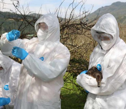 SAG utiliza tecnología GPS y mapas de dispersión espacial para vigilar brotes de influenza aviar