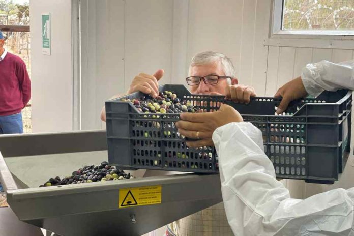 Alimentada con energía fotovoltaica, así es la almazara que agricultores de Quilimarí usarán para elaborar aceite de oliva