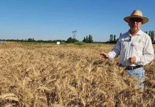 cereales agricultura nacional