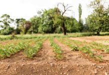 e incrementa valor del suelo agrícola en la zona centro sur debido al impulso de la rentabilidad de cerezos y avellanos 