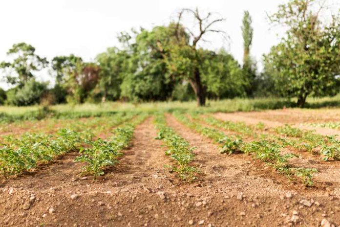 e incrementa valor del suelo agrícola en la zona centro sur debido al impulso de la rentabilidad de cerezos y avellanos 