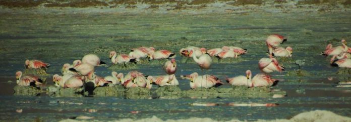 flamencos altoandinos