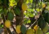 Investigadores buscan establecer Sello de Origen a la papaya de la Región de Coquimbo 