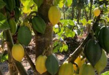 Investigadores buscan establecer Sello de Origen a la papaya de la Región de Coquimbo 