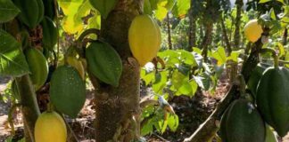 Investigadores buscan establecer Sello de Origen a la papaya de la Región de Coquimbo 