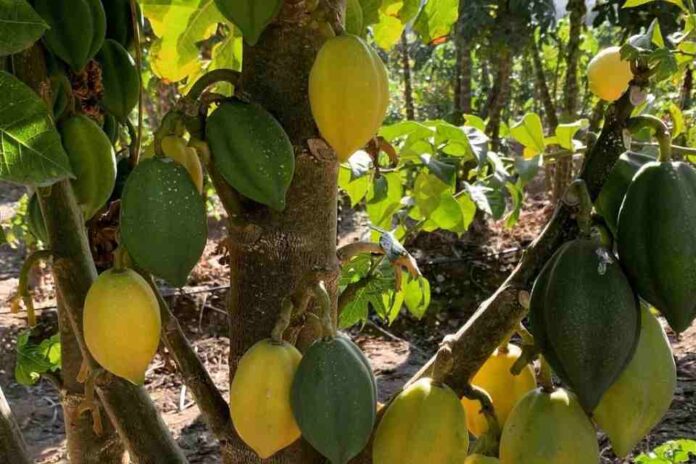 Investigadores buscan establecer Sello de Origen a la papaya de la Región de Coquimbo 