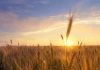 Científicos ponen a Chile a la vanguardia en agricultura sostenible a través del desarrollo de trigo resiliente a la sequía