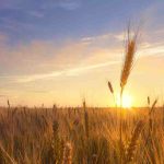 Científicos ponen a Chile a la vanguardia en agricultura sostenible a través del desarrollo de trigo resiliente a la sequía