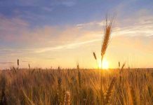 Científicos ponen a Chile a la vanguardia en agricultura sostenible a través del desarrollo de trigo resiliente a la sequía