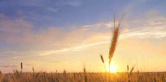 Científicos ponen a Chile a la vanguardia en agricultura sostenible a través del desarrollo de trigo resiliente a la sequía