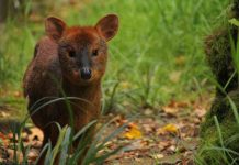 ¡Encuentros con fauna silvestre en vacaciones! SAG entrega recomendaciones