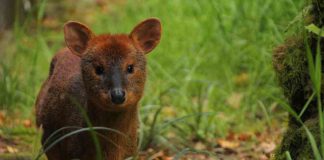 ¡Encuentros con fauna silvestre en vacaciones! SAG entrega recomendaciones