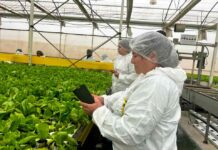 Agricultores de zonas rezagadas de la Región de Coquimbo visitan La Serena para conocer producción de lechugas hidropónicas a mediana y gran escala