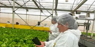 Agricultores de zonas rezagadas de la Región de Coquimbo visitan La Serena para conocer producción de lechugas hidropónicas a mediana y gran escala