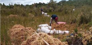 Agrupaciones ambientales de Chiloé rechazan la Ley de Turberas