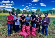 Chef y conductor de televisión visitó a productoras de papa de Lago Ranco