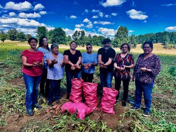 Chef y conductor de televisión visitó a productoras de papa de Lago Ranco