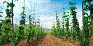 Desafíos de la producción de alimentos en Chile: cómo abordar la escasez de tierras cultivables y la consecuencia en la seguridad alimentaria