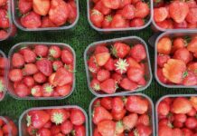 Distribución de alimentos: ¿Cuál es la tecnología clave para la eficiencia y rapidez de este proceso?