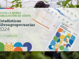 Estadísticas Silvoagropecuarias 2024: Sector aportó 2,8% al PIB Nacional durante 2022