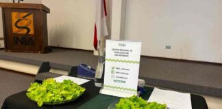 Estudio inédito permitirá analizar diferencias entre lechugas hidropónicas y acuipónicas 