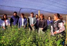 Gobierno visita innovador proyecto de pequeña agricultora y entrega bonificaciones por más de $591 millones a mujeres de La Araucanía