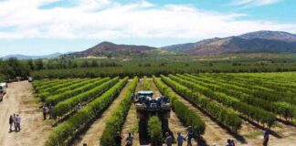 Innovación en la Fruticultura: Primera Cosecha Mecanizada de Ciruelos D’Agen en Seto en Pencahue