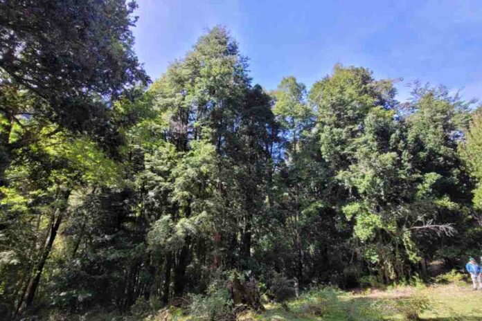 La sanidad forestal es una de nuestras prioridades